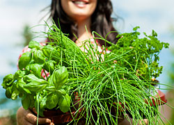 Weight Loss Herbs That Work Safely